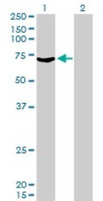 Western Blot: MYLK2 Antibody (2G1) [H00085366-M01]