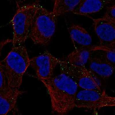 Immunocytochemistry/ Immunofluorescence: MYO16 Antibody [NBP2-55426]