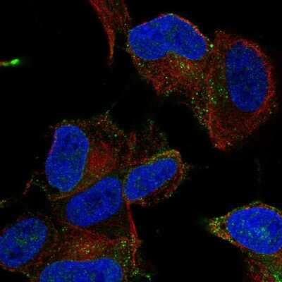 Immunocytochemistry/ Immunofluorescence: MYO16 Antibody [NBP2-57964]