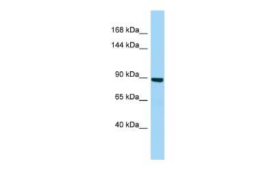 Western Blot: MYSM1 Antibody [NBP2-85353]