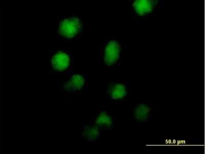 Immunocytochemistry/ Immunofluorescence: MZF1 Antibody [H00007593-B01P]