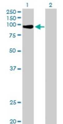 Western Blot: MZF1 Antibody [H00007593-B01P]