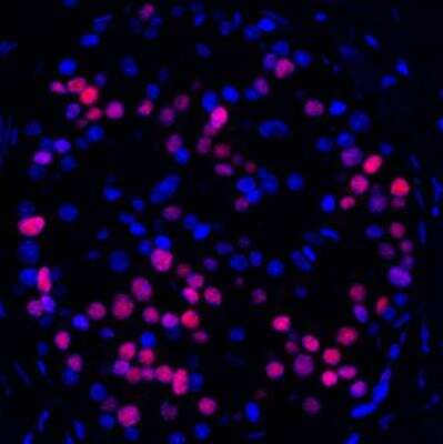 Immunohistochemistry-Paraffin: MafA Antibody (BLR067G) [NBP2-78707]