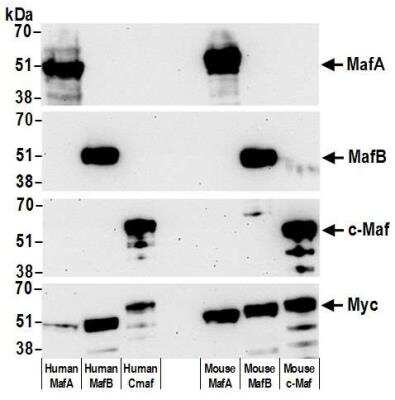 Western Blot: MafA Antibody (BLR067G) [NBP2-78707]