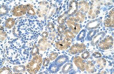 Immunohistochemistry: MafB Antibody [NBP2-87767]