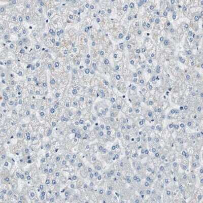 Immunohistochemistry-Paraffin: MafB Antibody [NBP1-81342]
