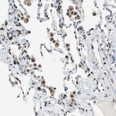 Immunohistochemistry-Paraffin: MafB Antibody [NBP1-81342]