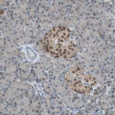 Immunohistochemistry-Paraffin: MafB Antibody [NBP1-81342]