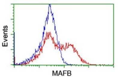Flow Cytometry: MafB Antibody (OTI1E9) - Azide and BSA Free [NBP2-72569]