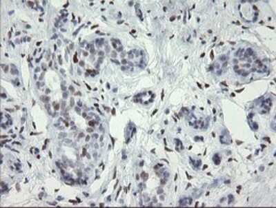 Immunohistochemistry: MafB Antibody (OTI1E9) [NBP2-45718]