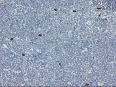 Immunohistochemistry: MafB Antibody (OTI1E9) [NBP2-45718]