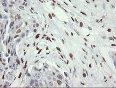 Immunohistochemistry: MafB Antibody (OTI1E9) [NBP2-45718]