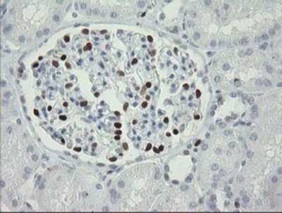 Immunohistochemistry: MafB Antibody (OTI1E9) [NBP2-45718]