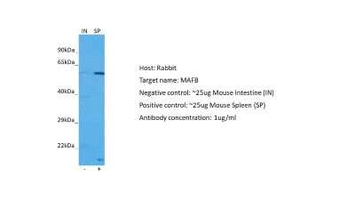 Western Blot: MafB Antibody [NBP2-87767]