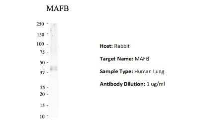 Western Blot: MafB Antibody [NBP2-87767]