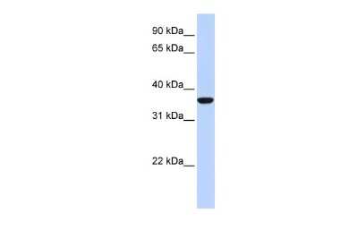 Western Blot: MafB Antibody [NBP2-87769]