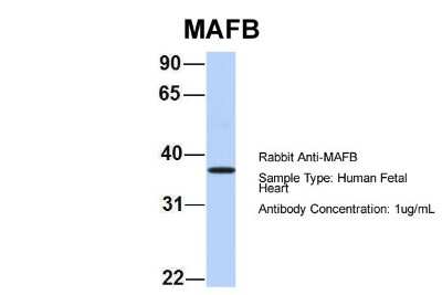 Western Blot: MafB Antibody [NBP2-87769]