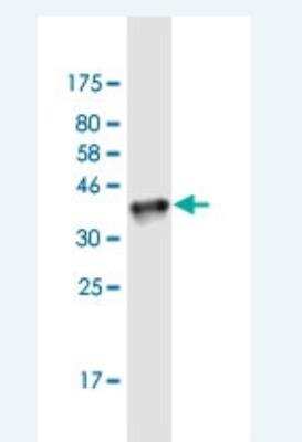 Western Blot: MafF Antibody (1F8) [H00023764-M02-100ug]