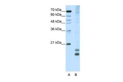 Western Blot: MafF Antibody [NBP2-87771]