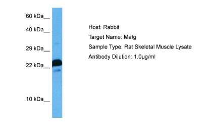 Western Blot: MafG Antibody [NBP2-82280]