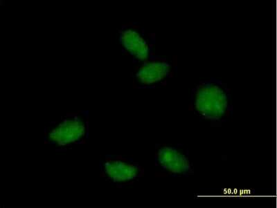 Immunocytochemistry/ Immunofluorescence: Mago nashi homolog 2 Antibody [H00055110-B01P]