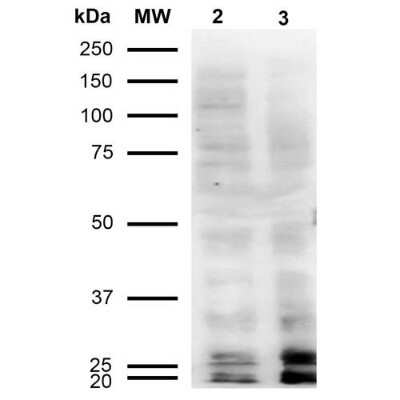 Western Blot: Malondialdehyde Antibody (11E3) [NBP2-59367]