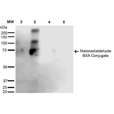 Western Blot: Malondialdehyde Antibody (6H6) [NBP2-59366]