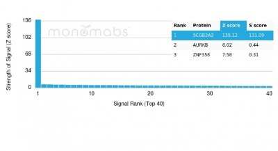 Protein Array: Mammaglobin A Antibody (MGB/4056) [NBP3-07423]