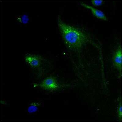 Immunocytochemistry/ Immunofluorescence: IGF-II R/IGF2R Antibody (2G11) - BSA Free [NB300-514]