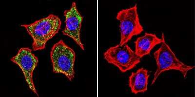 Immunocytochemistry/ Immunofluorescence: IGF-II R/IGF2R Antibody (2G11) - BSA Free [NB300-514]