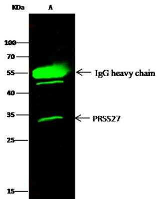 Immunoprecipitation: Marapsin/Pancreasin Antibody (107) [NBP2-90056]