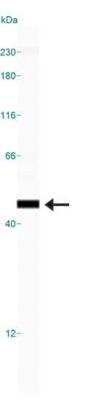 Simple Western: Mas AntibodyBSA Free [NBP1-78444]