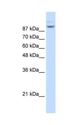 Western Blot: Matrin 3 Antibody [NBP1-57359]
