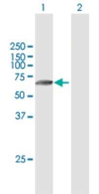 Western Blot: Matriptase 2 Antibody [H00164656-B01P]