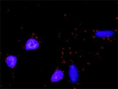 Proximity Ligation Assay: Max Antibody (4E10-1A9) [H00004149-M01]