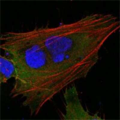 Immunocytochemistry/ Immunofluorescence: Mcl-1 Antibody (8C6) - BSA Free [NB100-2194]