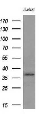 Western Blot: Mcl-1 Antibody (OTI10F6)Azide and BSA Free [NBP2-72598]