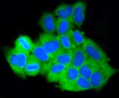 Immunocytochemistry/ Immunofluorescence: Mcl-1 Antibody (SI16-04) [NBP2-67400]