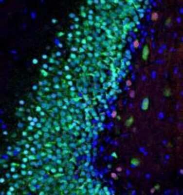 Immunocytochemistry/ Immunofluorescence: MeCP2 Antibody (5H12) [NBP2-60787]