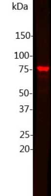 Western Blot: MeCP2 Antibody [NBP2-50060]