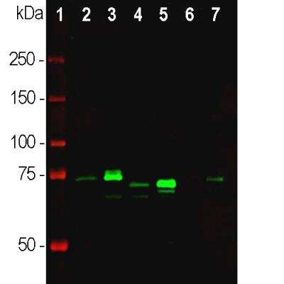 Western Blot: MeCP2 Antibody [NBP2-50060]