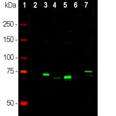 Western Blot: MeCP2 Antibody [NBP3-05542]