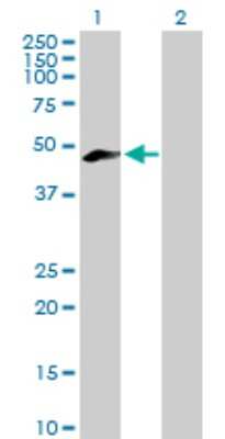 Western Blot: Meis homeobox 3 Antibody [H00056917-B01P]