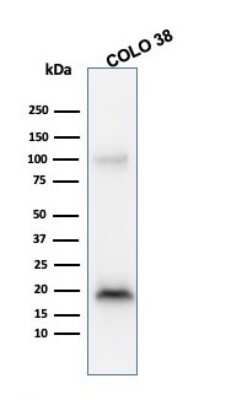 Western Blot: Melan-A/MART-1 Antibody (M2-9E3)Azide and BSA Free [NBP2-33150]