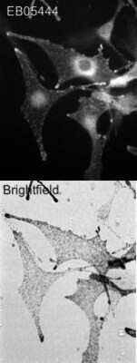 Immunocytochemistry/ Immunofluorescence: Melanophilin Antibody [NB300-943]