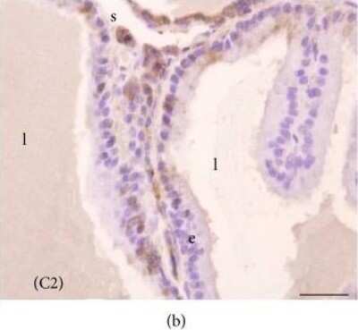 Immunohistochemistry-Paraffin: Melatonin Receptor 1B Antibody - BSA Free [NLS932]