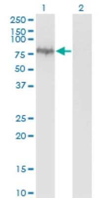 Western Blot: Mena Antibody (3E6) [H00055740-M01]