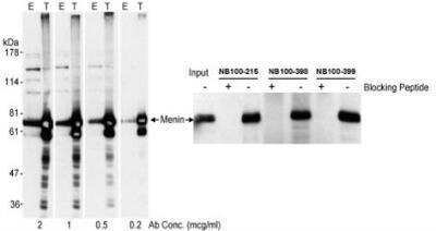 Western Blot: Menin Antibody [NB100-399]