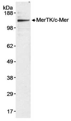 Western Blot: Mer Antibody [NB100-2309]
