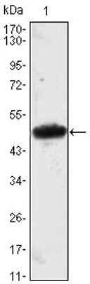 Western Blot: Mesp1 Antibody (1A3)BSA Free [NBP1-51613]